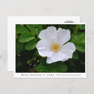 Rosa rugosa postcard