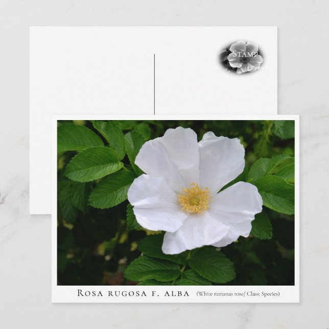 Rosa rugosa postcard (Front/Back)