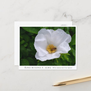 Rosa rugosa postcard