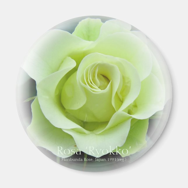 Rosa Ryokko Magnet (Front)