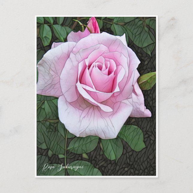 Rosa Sakuragai Postcard (Front)