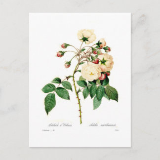 Rosa semperflorens;Adelaide d'Orleans Postcard