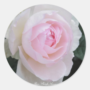 Rosa Sharifa Asma Classic Round Sticker