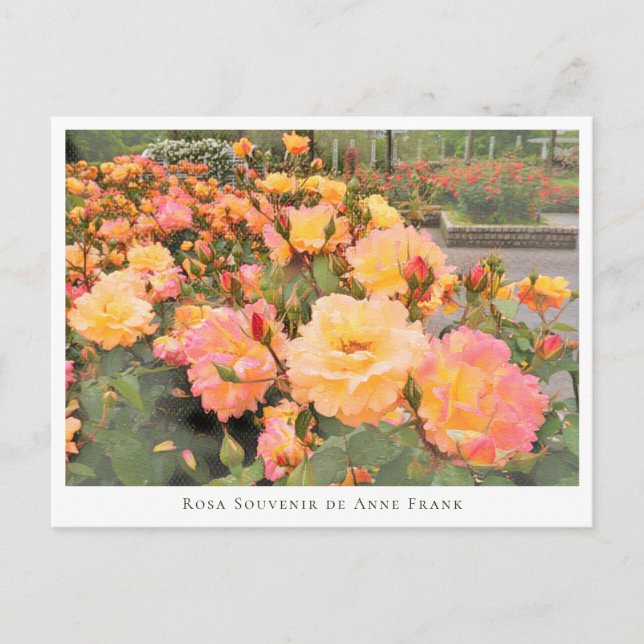 Rosa Souvenir de Anne Frank Postcard (Front)