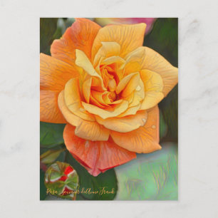 Rosa Souvenir de Anne Frank [Postcard] Postcard