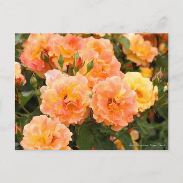 Rosa Souvenir de Anne Frank：Postcard Postcard (Front)