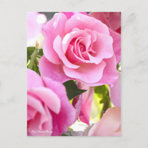 Rosa Spanish Beauty [Postcard] Postcard