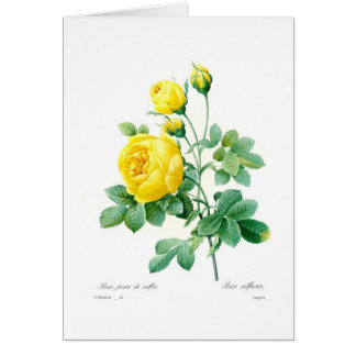 Rosa sulfurea