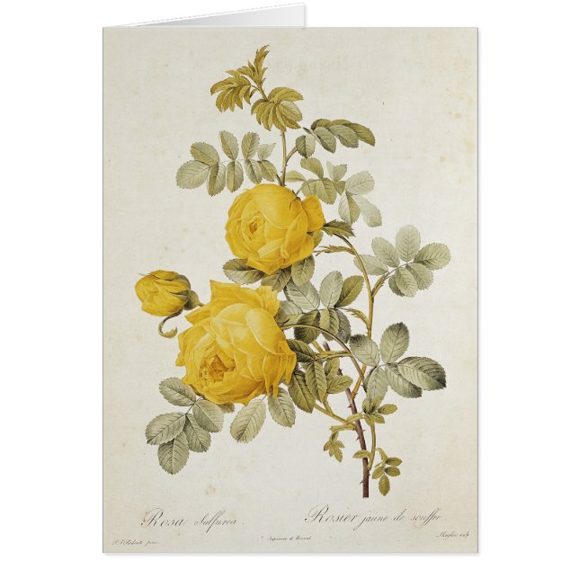 Rosa Sulfurea  from 'Les Roses' (Front)