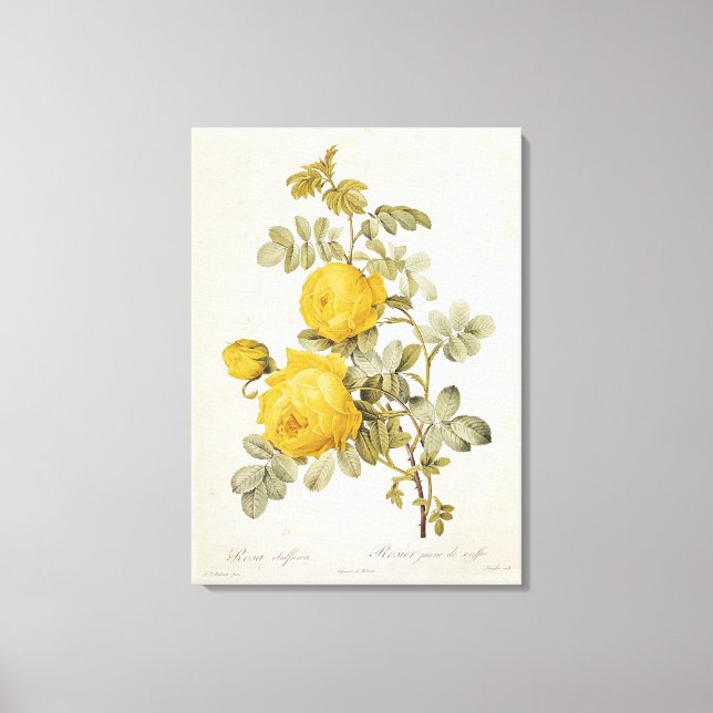 Rosa Sulfurea  from 'Les Roses' Canvas Print (Front)