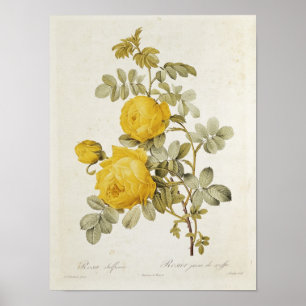 Rosa Sulfurea from 'Les Roses' Poster