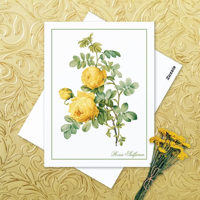 Rosa Sulfurea Pierre-Joseph Redouté Postcard (Creator Uploaded)
