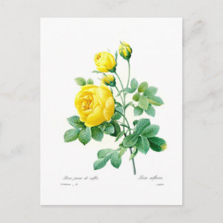 Rosa sulfurea postcard