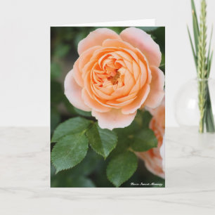 Rosa Sunset Memory:Greeting card