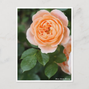 Rosa Sunset Memory Postcard