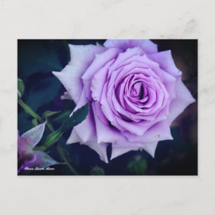 Rosa Sweet Moon Postcard