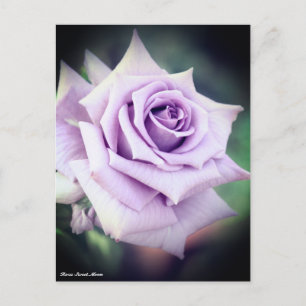 Rosa Sweet Moon Postcard