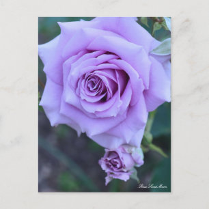 Rosa Sweet Moon：Postcard Postcard