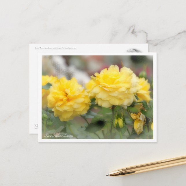 Rosa Toulouse Lautrec Postcard (Front/Back In Situ)