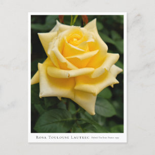 Rosa Toulouse Lautrec Postcard