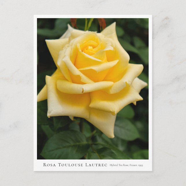 Rosa Toulouse Lautrec Postcard (Front)