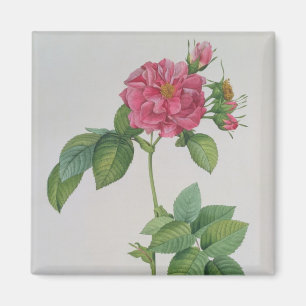 Rosa Turbinata, from ,Les Roses', Vol 1, 1817 Magnet