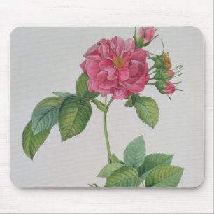 Rosa Turbinata, from ,Les Roses', Vol 1, 1817 Mouse Mat