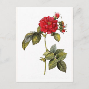 Rosa turbinata postcard