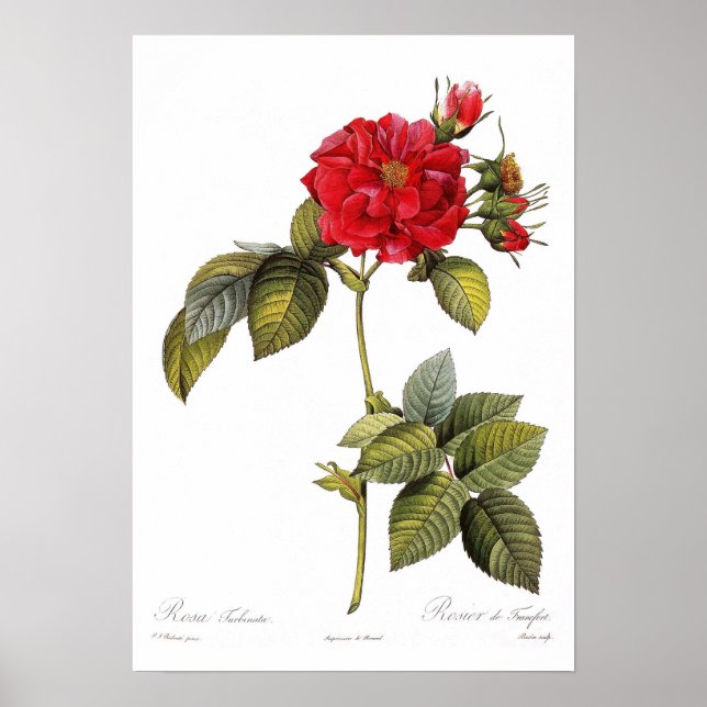 Rosa turbinata poster (Front)