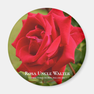 Rosa Uncle Walter Magnet