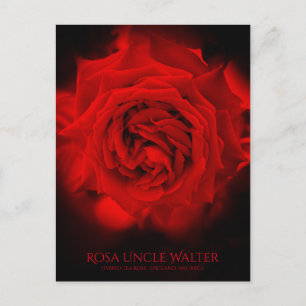 Rosa Uncle Walter:Postcard Postcard