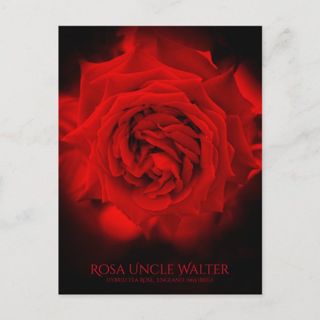Rosa Uncle Walter：Postcard Postcard (Front)