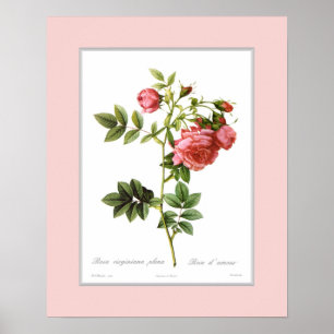 Rosa virginiana,Custom border Poster