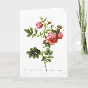 Rosa virginiana plena card