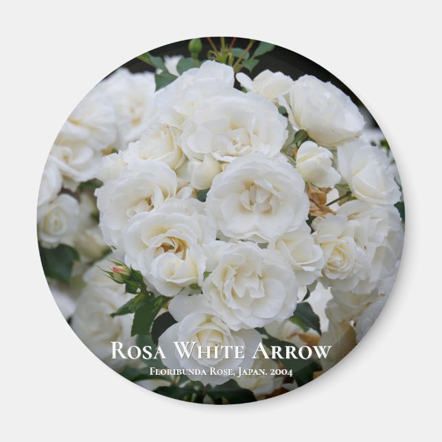 Rosa White Arrow Magnet (Front)