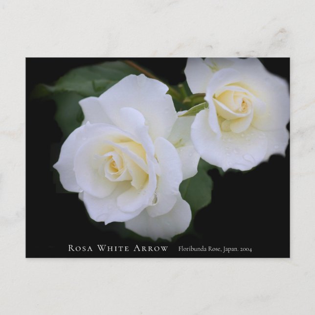 Rosa White Arrow Postcard (Front)