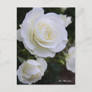 Rosa White Arrow：Postcard Postcard