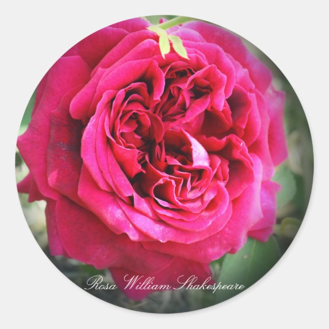 Rosa William Shakespeare Classic Round Sticker (Front)
