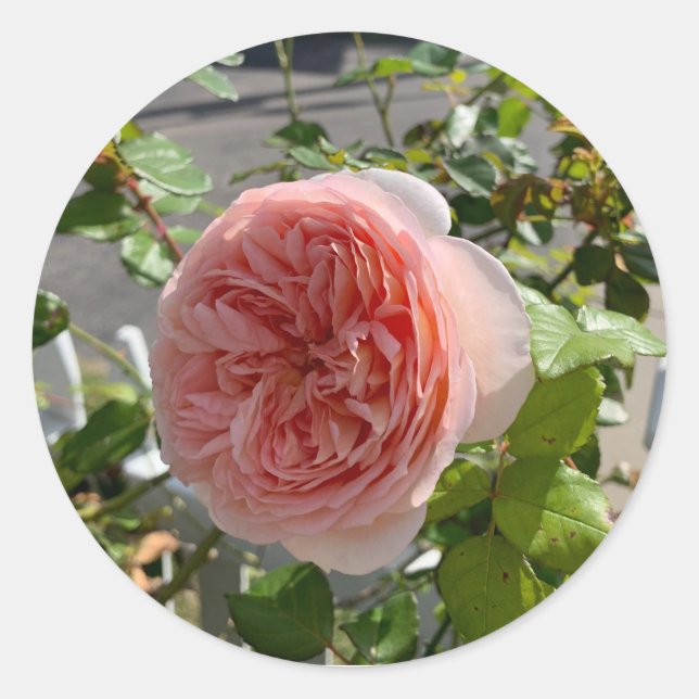 Rosa x centifolia (Cabbage rose) sticker (Front)