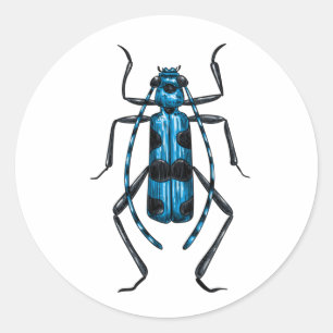 Rosalia Alpina beetle Classic Round Sticker