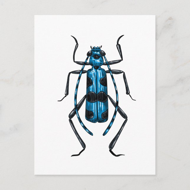 Rosalia Alpina beetle Postcard (Front)