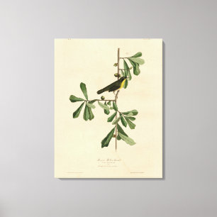 Roscoe's Yellow-throat, Audubon's Birds of America Canvas Print