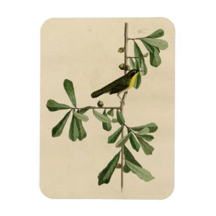 Roscoe's Yellow-throat, Audubon's Birds of America Magnet