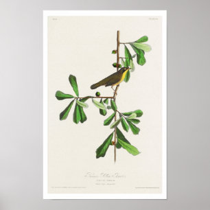 Roscoe's Yellow-throat by Audubon Poster