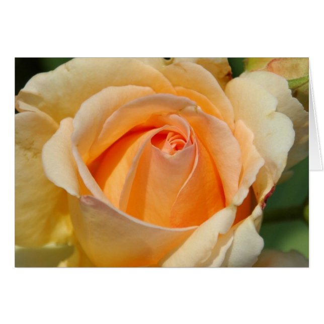 Rose (Front Horizontal)