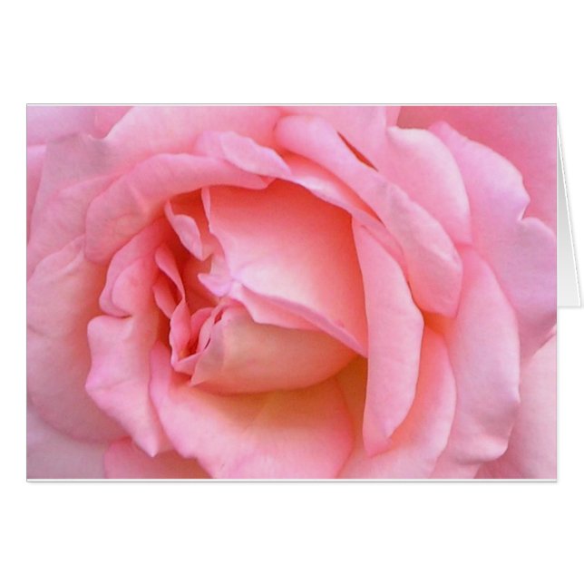 ROSE (Front Horizontal)
