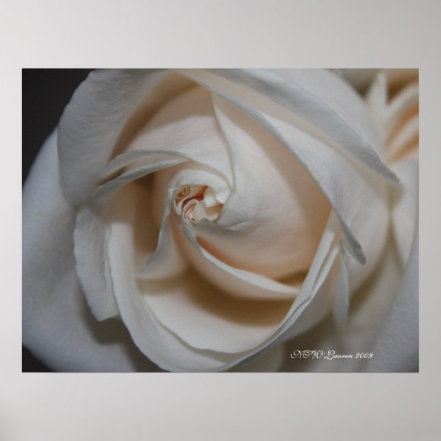 Rose 13 poster (Front)