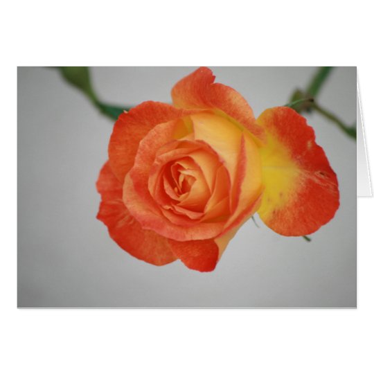 Rose a Fire Card