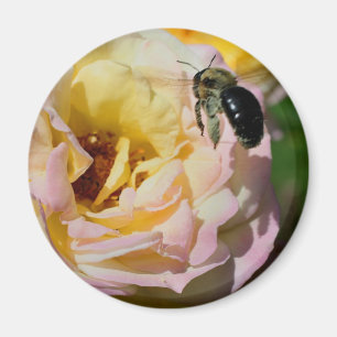 Rose And Bumble Bee Flower Photography  Magnet