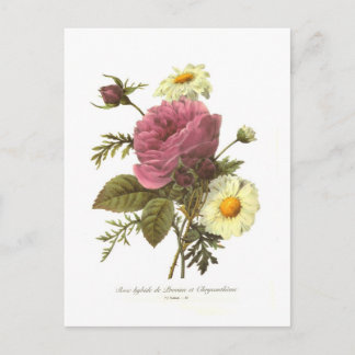 Rose and Chrysanthemum Postcard
